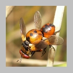 Gymnosoma sp - Raupenfliege 15.jpg